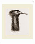 Llead of Kori Bustard by Anonymous