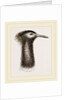 Llead of Kori Bustard by Anonymous