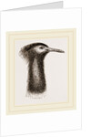 Llead of Kori Bustard by Anonymous