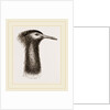 Llead of Kori Bustard by Anonymous