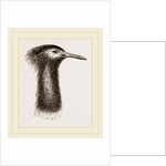 Llead of Kori Bustard by Anonymous