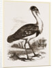 Black-headed Bustard by Anonymous