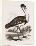 Black-headed Bustard by Anonymous
