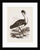 Black-headed Bustard by Anonymous
