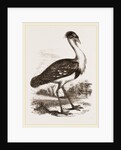 Black-headed Bustard by Anonymous
