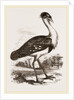 Black-headed Bustard by Anonymous