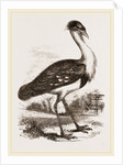 Black-headed Bustard by Anonymous