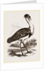 Black-headed Bustard by Anonymous