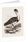 Black-headed Bustard by Anonymous