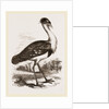 Black-headed Bustard by Anonymous