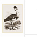 Black-headed Bustard by Anonymous