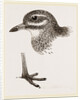 Head and Foot of Thick knee by Anonymous