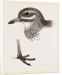 Head and Foot of Thick knee by Anonymous