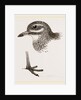 Head and Foot of Thick knee by Anonymous