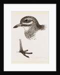 Head and Foot of Thick knee by Anonymous
