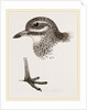 Head and Foot of Thick knee by Anonymous