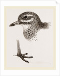 Head and Foot of Thick knee by Anonymous