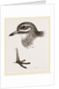 Head and Foot of Thick knee by Anonymous