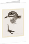 Head and Foot of Thick knee by Anonymous