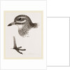Head and Foot of Thick knee by Anonymous