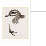 Head and Foot of Thick knee by Anonymous