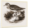 Common Thick-knee by Anonymous