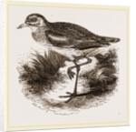 Common Thick-knee by Anonymous