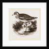 Common Thick-knee by Anonymous