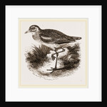 Common Thick-knee by Anonymous