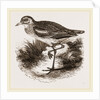 Common Thick-knee by Anonymous