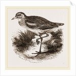 Common Thick-knee by Anonymous