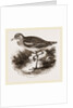 Common Thick-knee by Anonymous