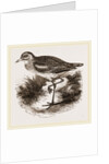 Common Thick-knee by Anonymous