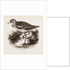 Common Thick-knee by Anonymous