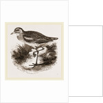 Common Thick-knee by Anonymous