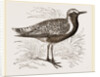 Grey Plover by Anonymous