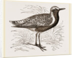 Grey Plover by Anonymous