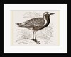 Grey Plover by Anonymous