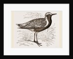 Grey Plover by Anonymous