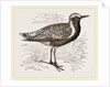 Grey Plover by Anonymous