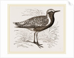 Grey Plover by Anonymous