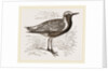 Grey Plover by Anonymous