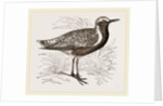 Grey Plover by Anonymous