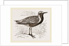 Grey Plover by Anonymous