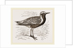 Grey Plover by Anonymous