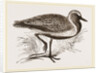 Golden Plover by Anonymous