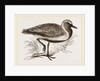 Golden Plover by Anonymous