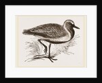 Golden Plover by Anonymous