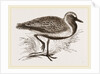 Golden Plover by Anonymous
