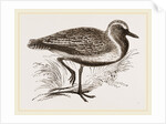 Golden Plover by Anonymous